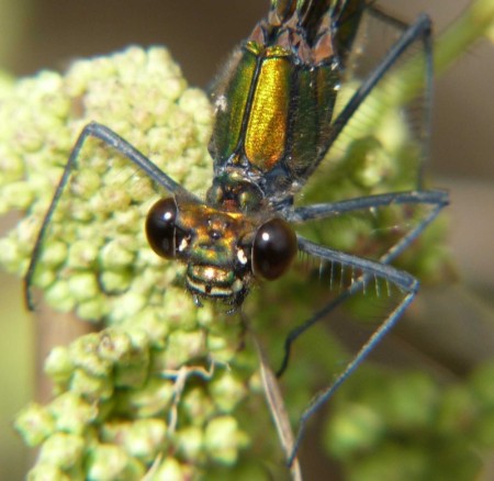 weibliche Blauflügel-Prachtlibelle an der Lamitz, Foto: Andreas Hofmann